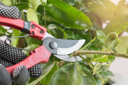 Pruning Made Easy Image